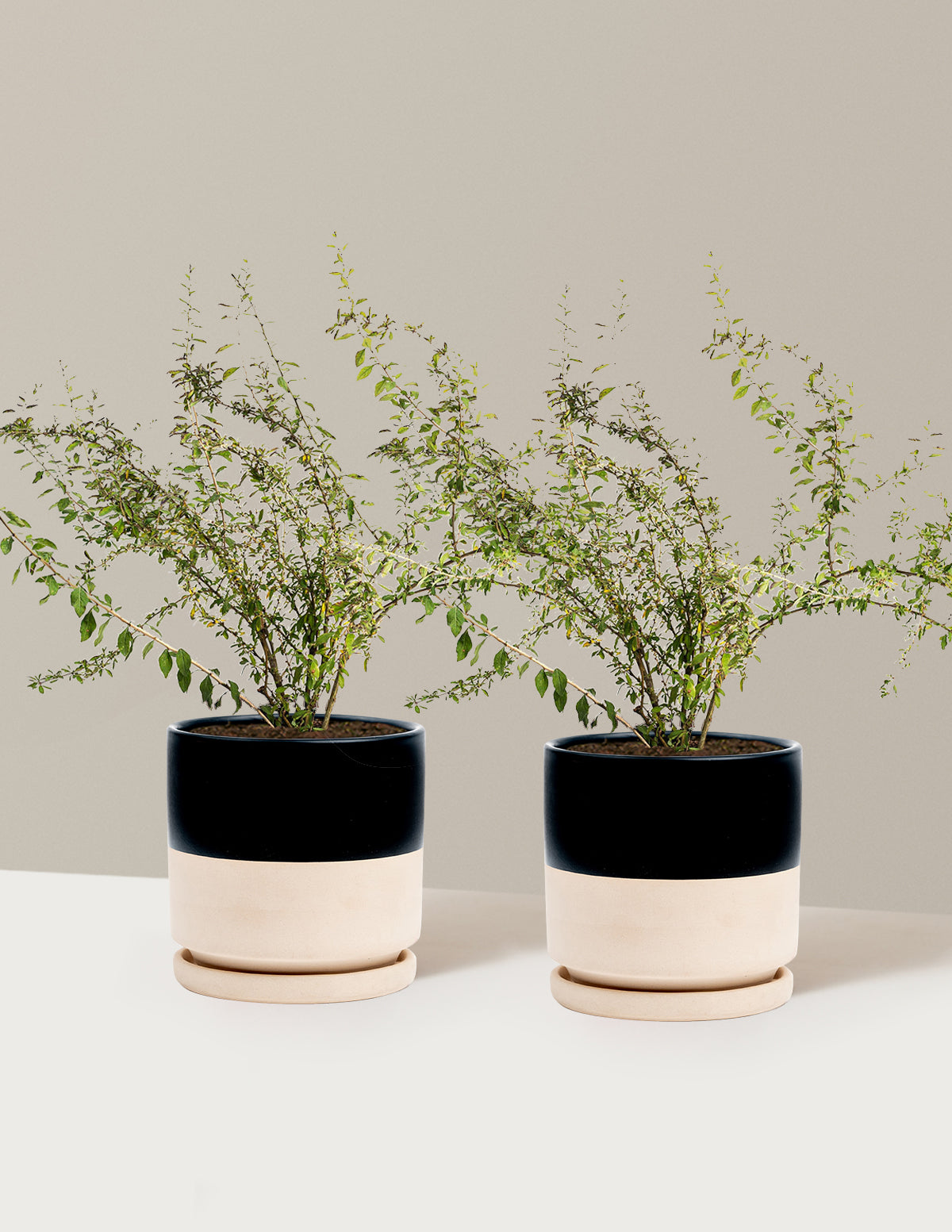 bundle | 1 Gallon - 2-Pack | Isabella | Top Half Black