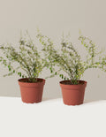 bundle | 1 Gallon - 2-Pack | Grow Pot