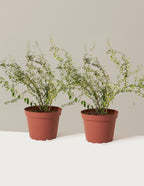 bundle | 1 Gallon - 2-Pack | Grow Pot