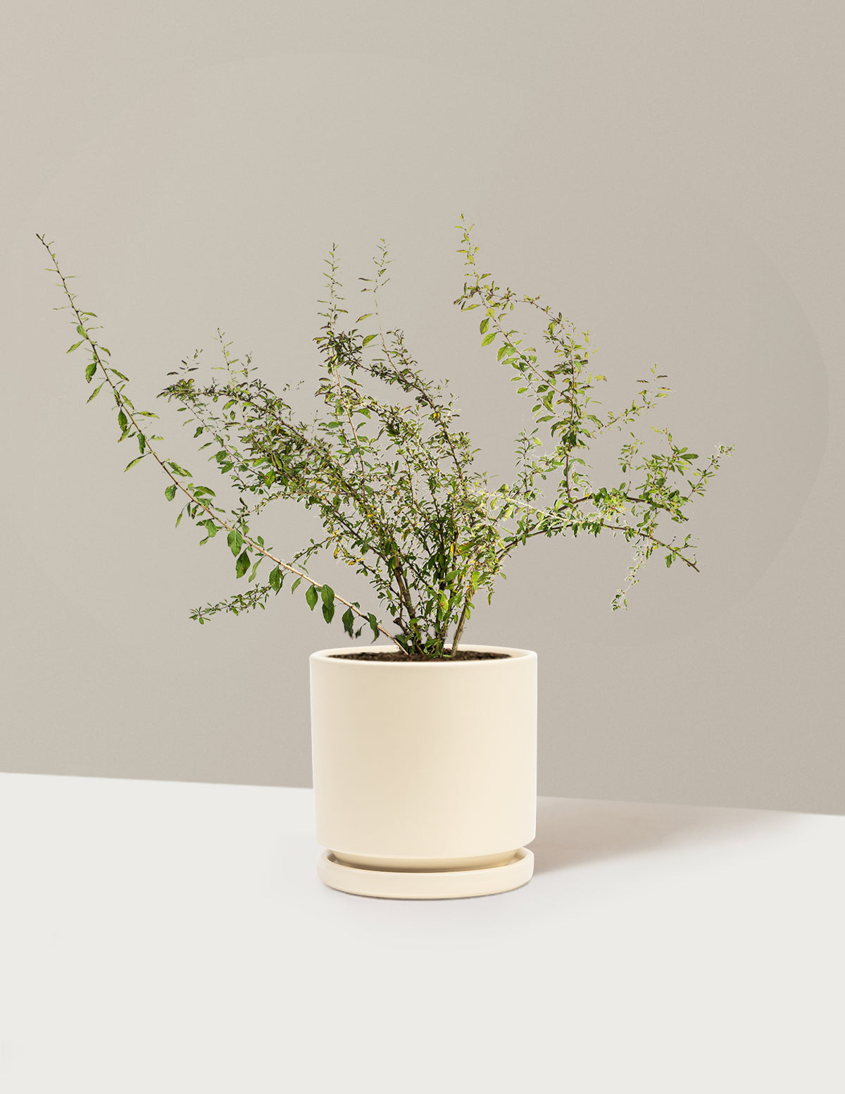 bundle | 1 Gallon - Single | Isabella | Almond