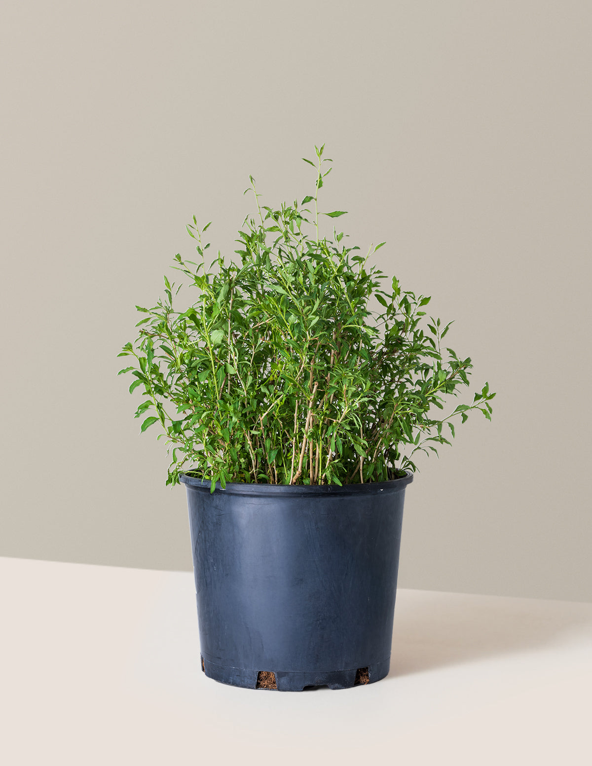 bundle | 1-2 ft. - Single | Grow Pot