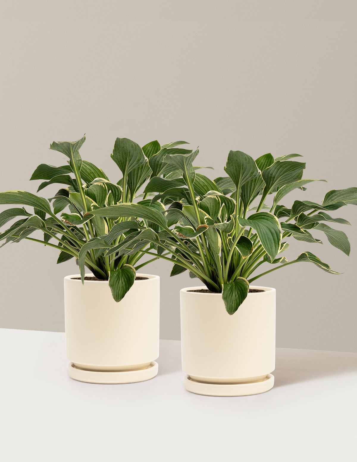bundle | 1 Gallon - 2-Pack | Isabella | Almond
