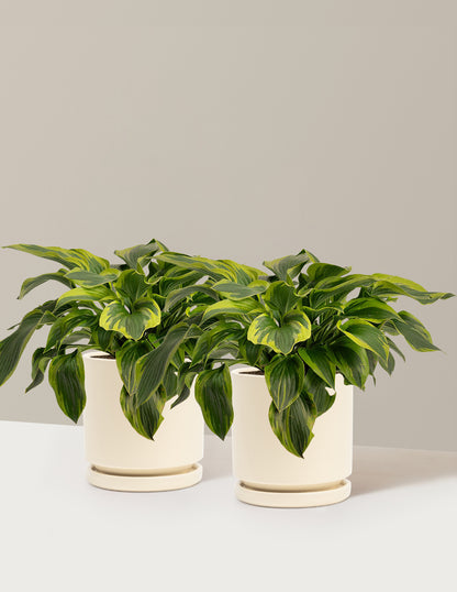 Green Patriot Hosta