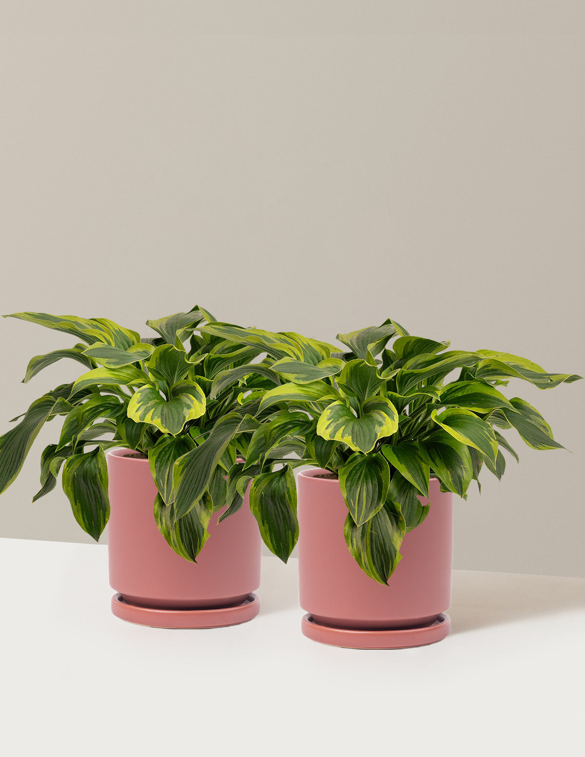Green Patriot Hosta