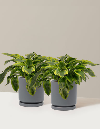 Green Patriot Hosta