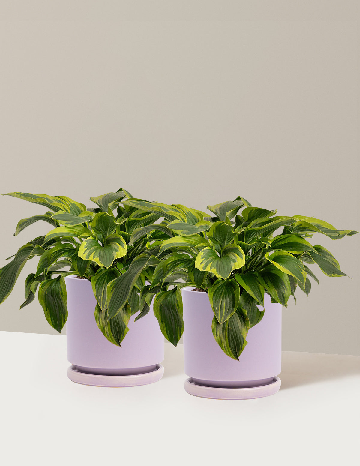 Green Patriot Hosta