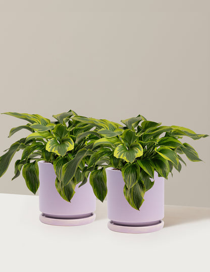 Green Patriot Hosta