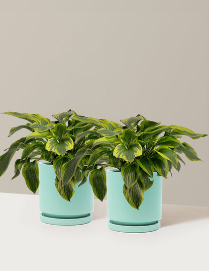 Green Patriot Hosta
