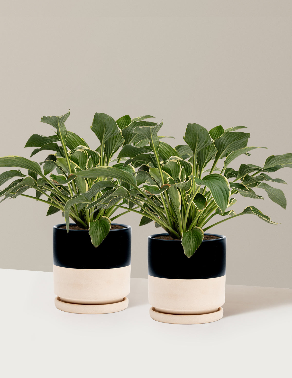 bundle | 1 Gallon - 2-Pack | Isabella | Top Half Black