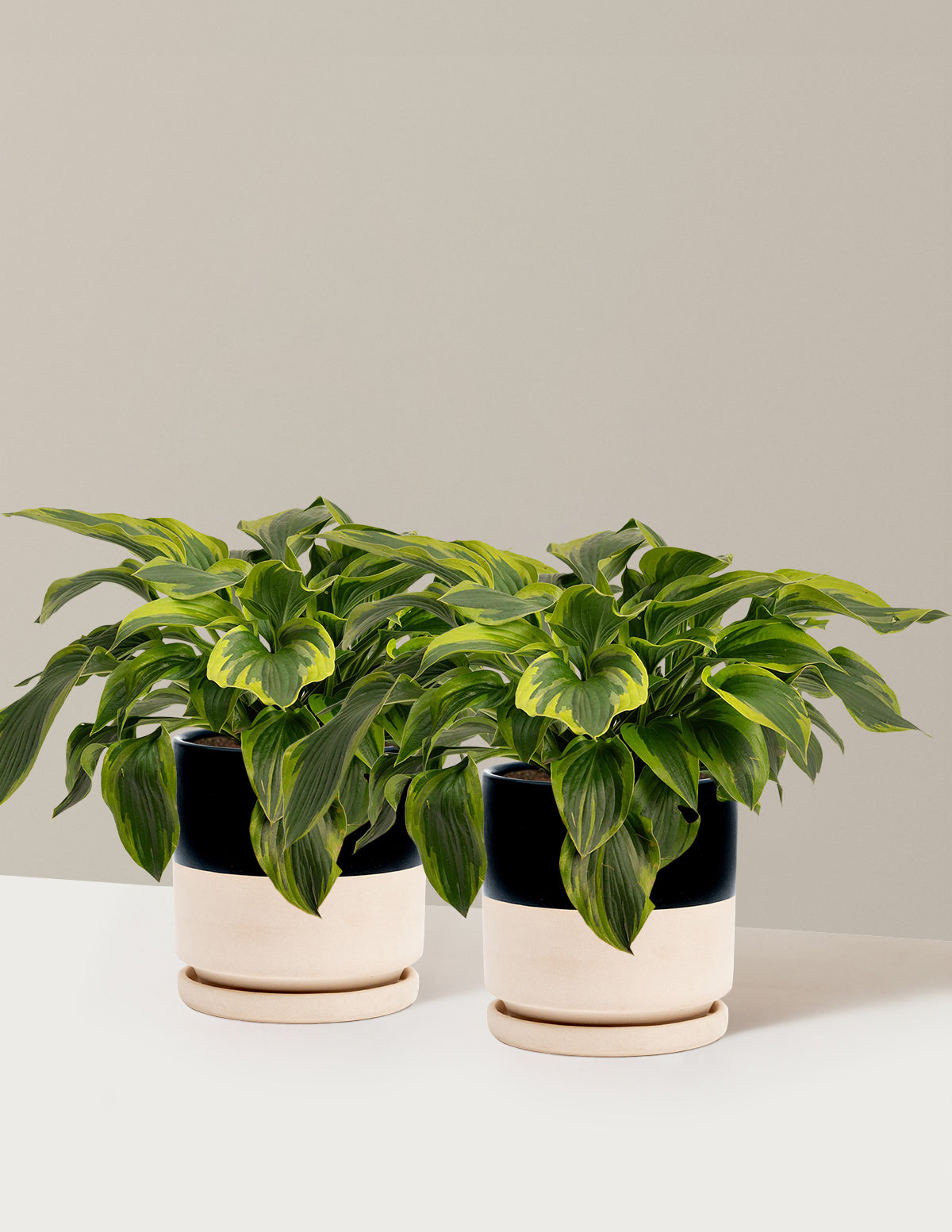 bundle | 1 Gallon - 2-Pack | Isabella | Top Half Black