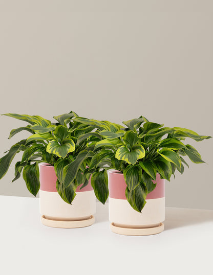 Green Patriot Hosta