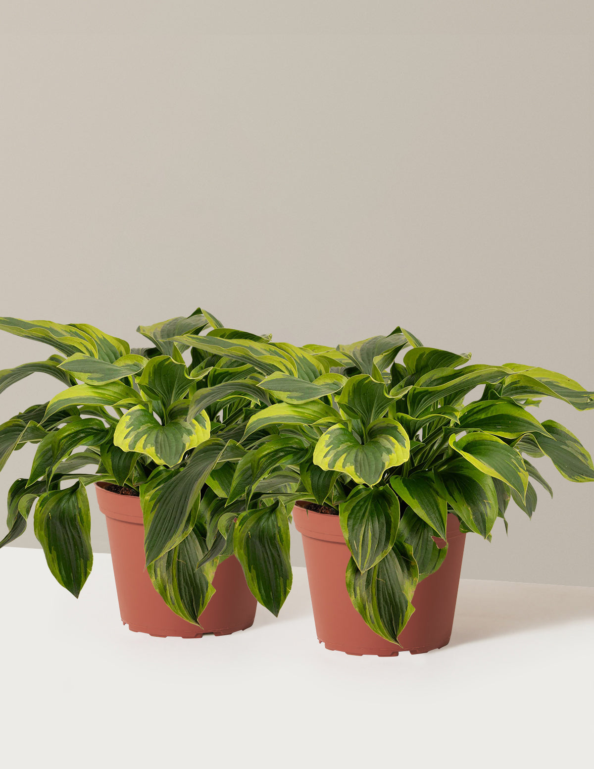 Green Patriot Hosta