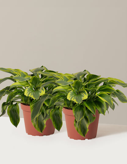 Green Patriot Hosta