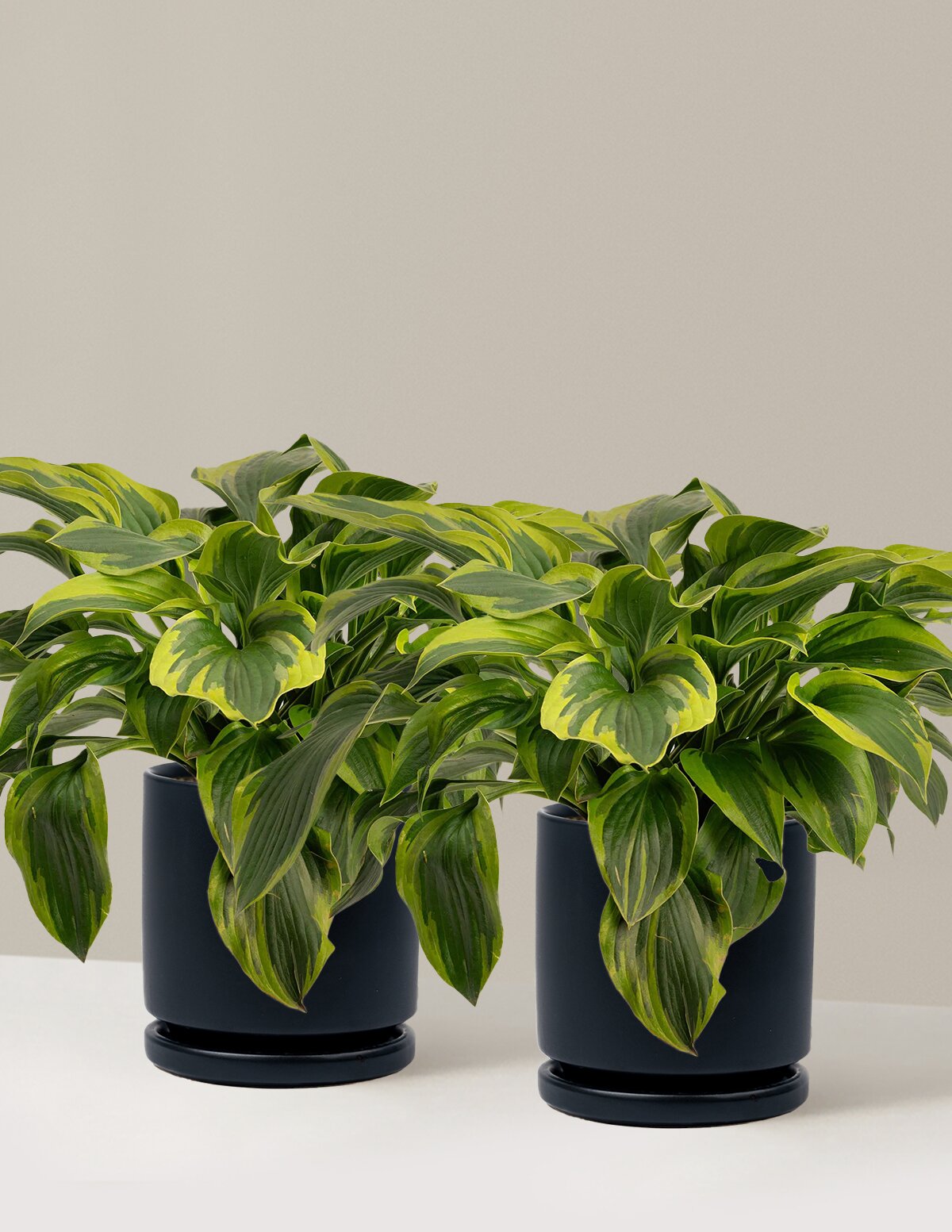 Green Patriot Hosta
