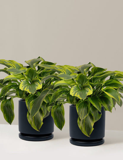 Green Patriot Hosta