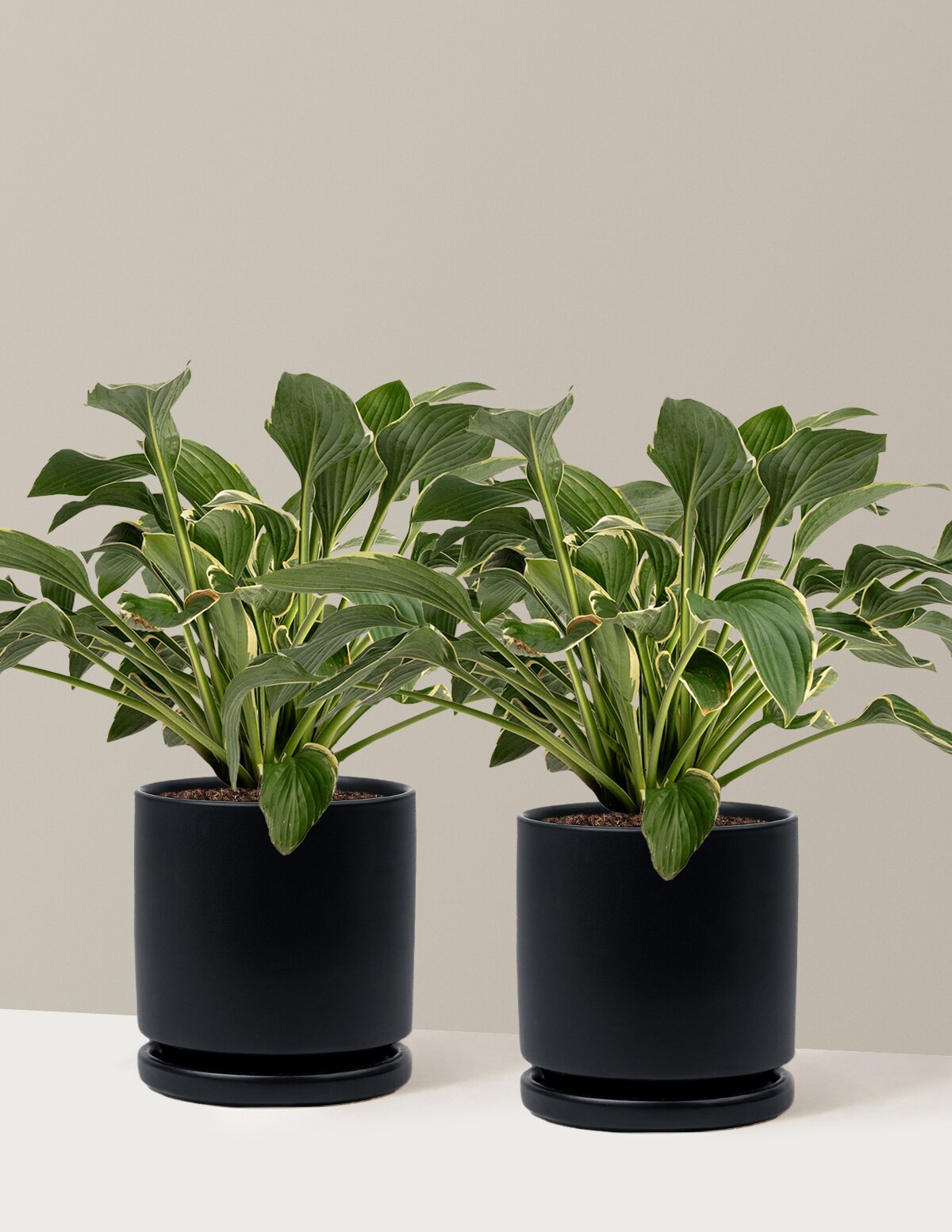 Francee Hosta