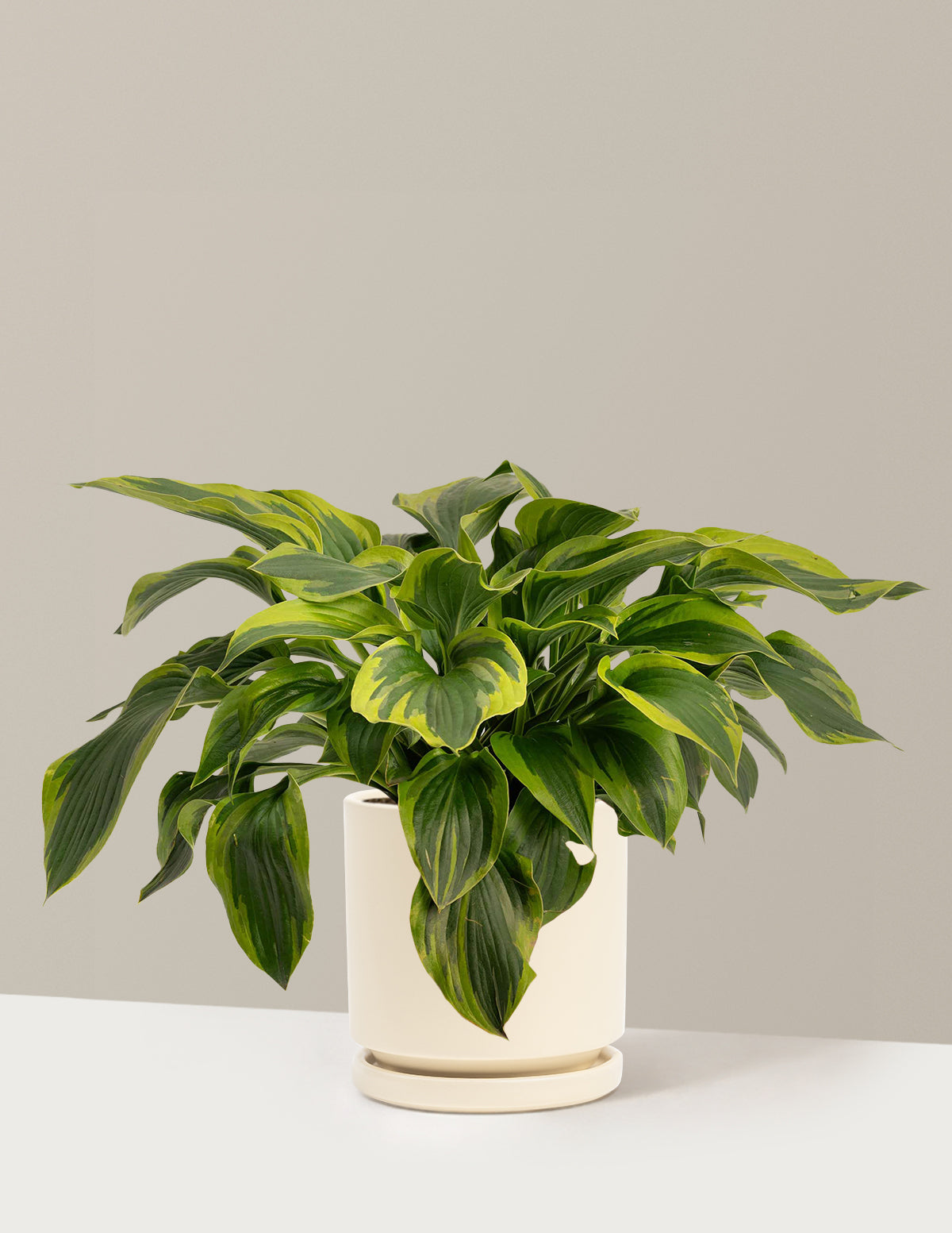 bundle | 1 Gallon - Single | Isabella | Almond