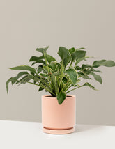 Francee Hosta