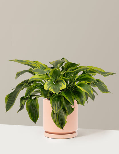 Green Patriot Hosta