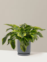 Green Patriot Hosta