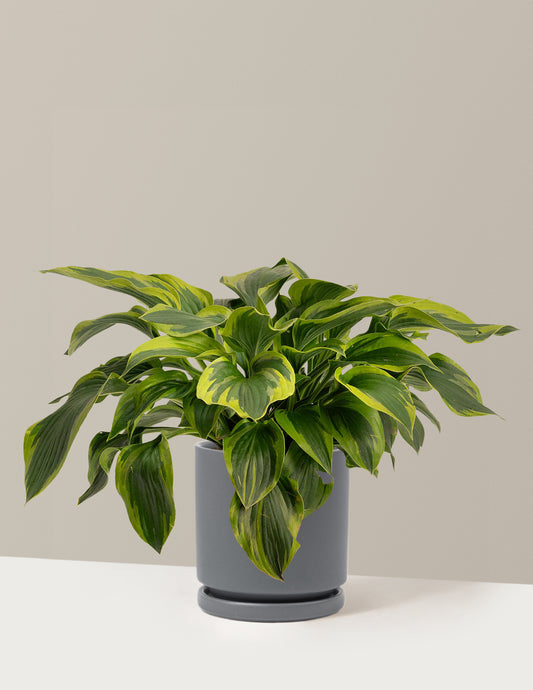 Green Patriot Hosta