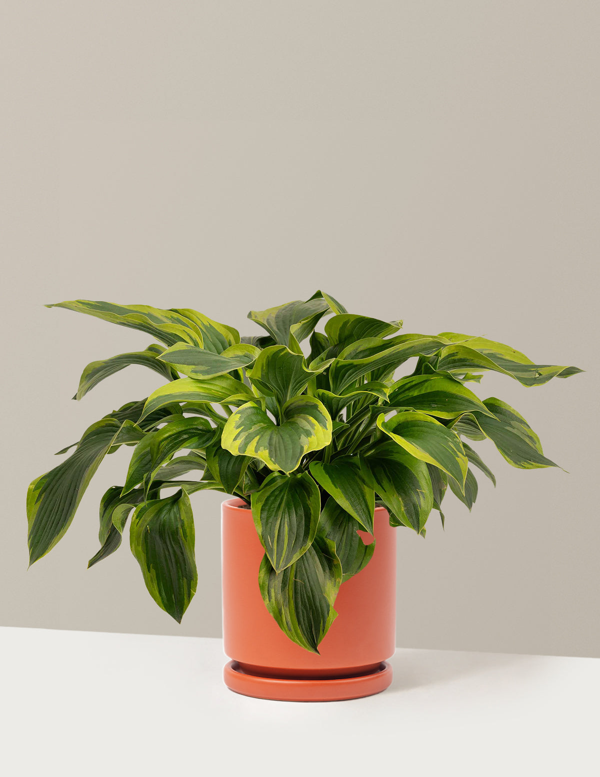 Green Patriot Hosta