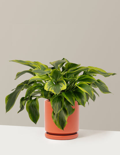 Green Patriot Hosta