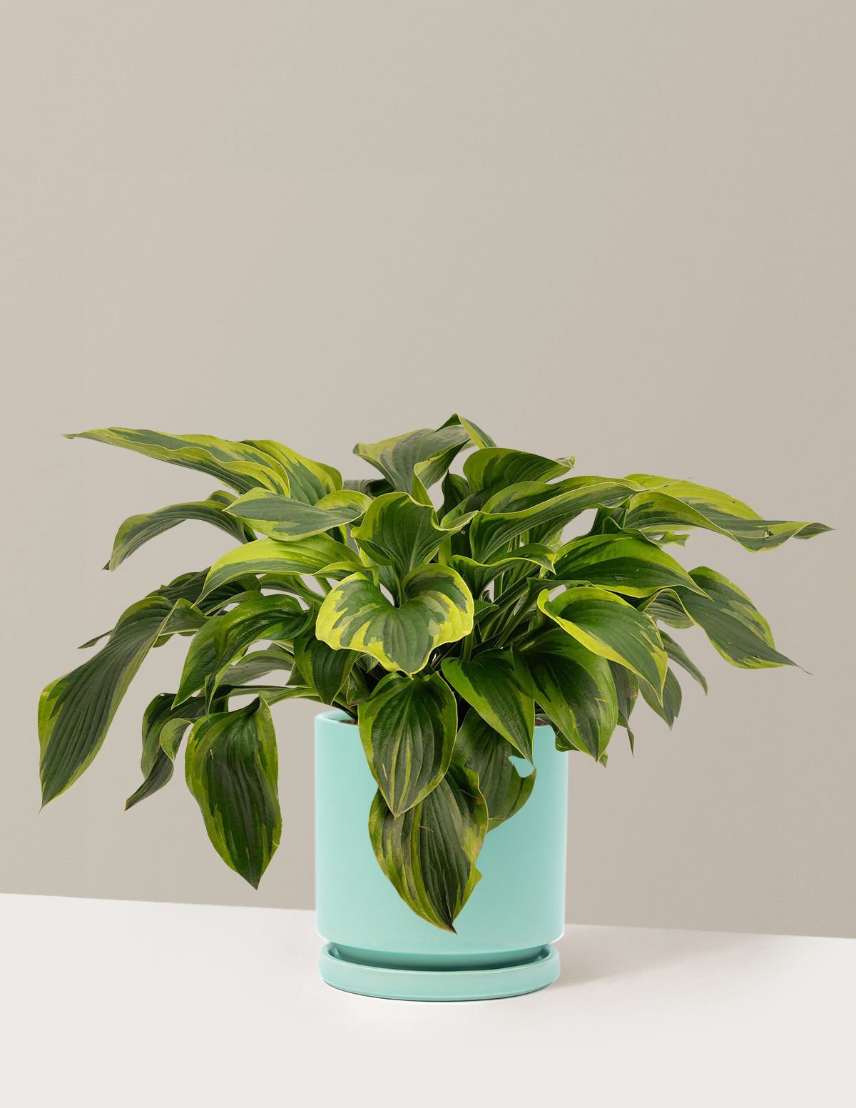 Green Patriot Hosta