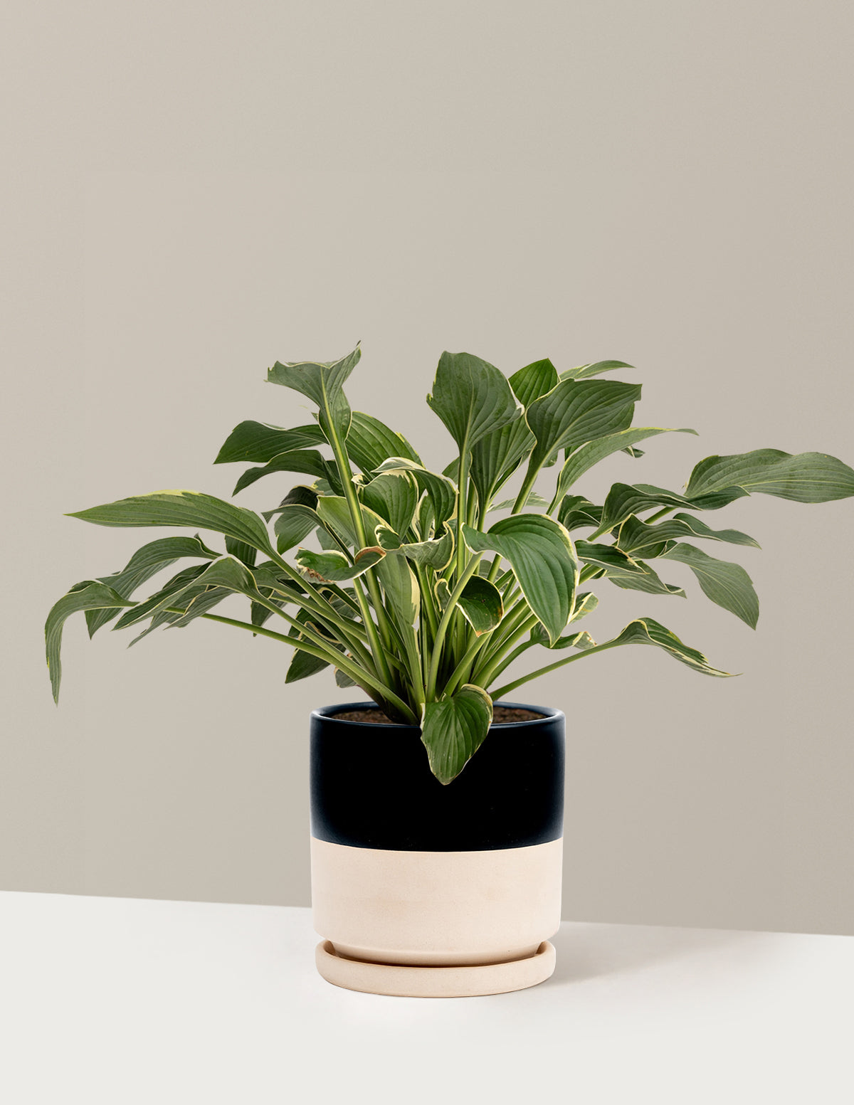 bundle | 1 Gallon - Single | Isabella | Top Half Black