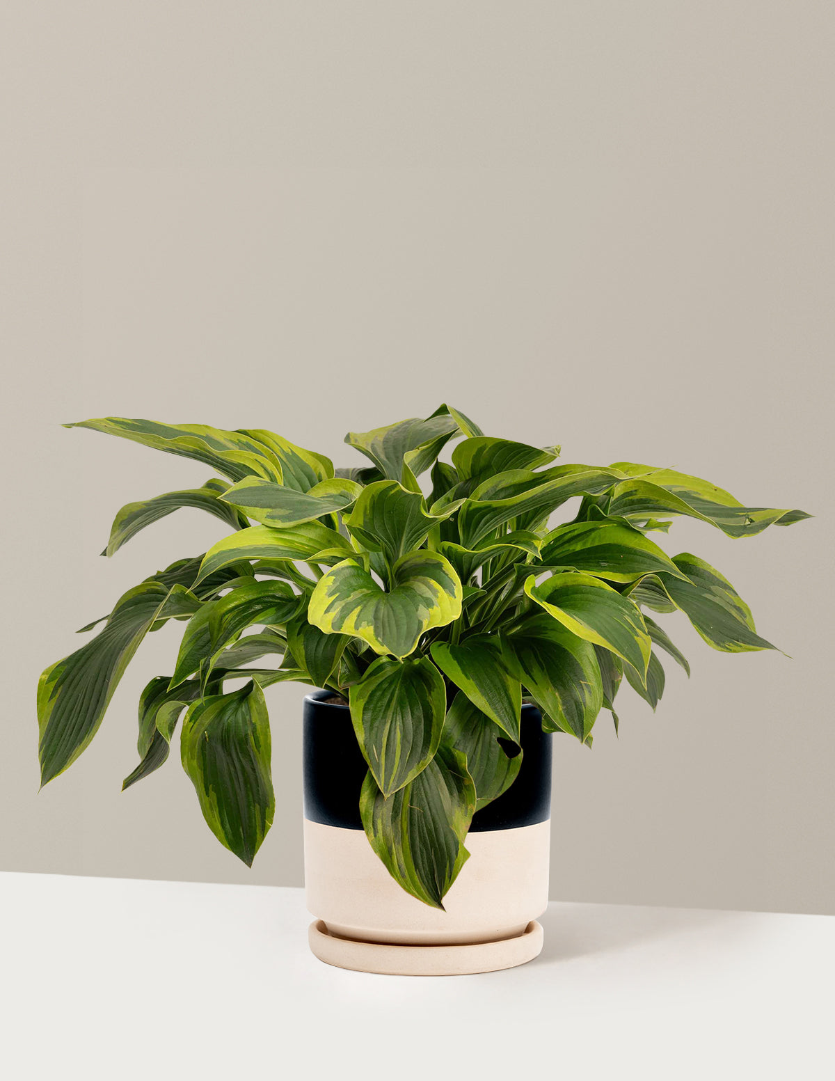 Green Patriot Hosta