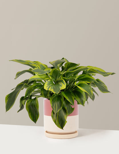 Green Patriot Hosta