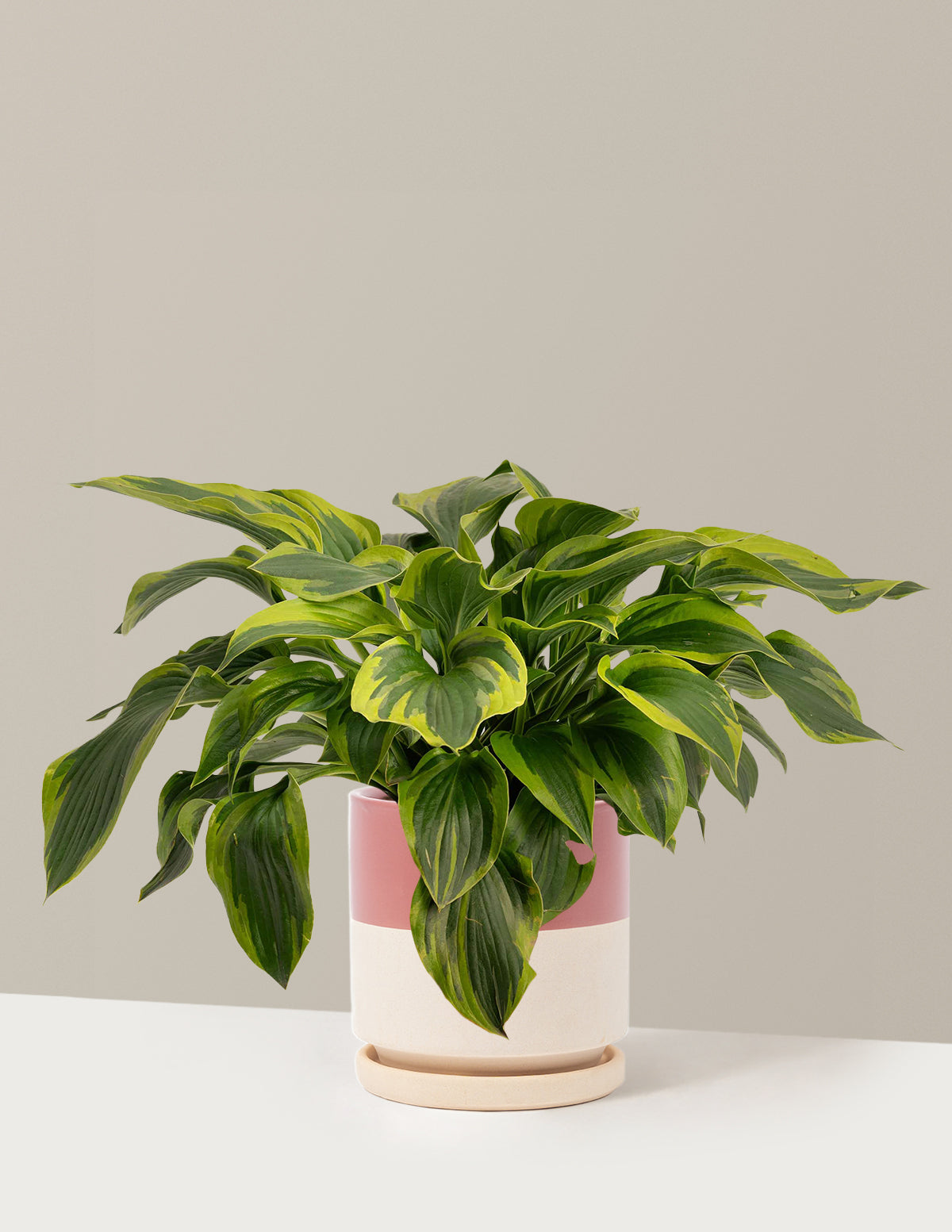 Green Patriot Hosta | 1 Gallon | Isabella
