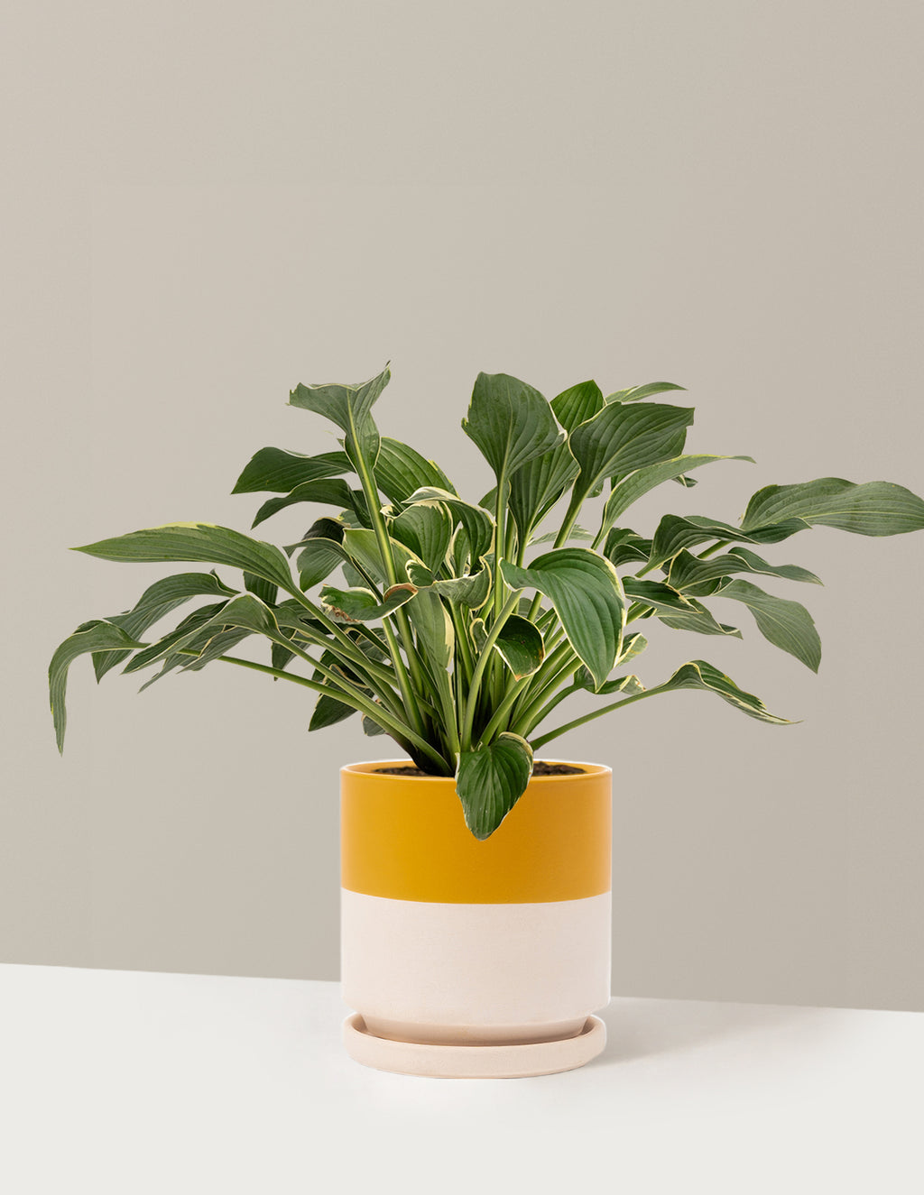 bundle | 1 Gallon - Single | Isabella | Top Half Mustard