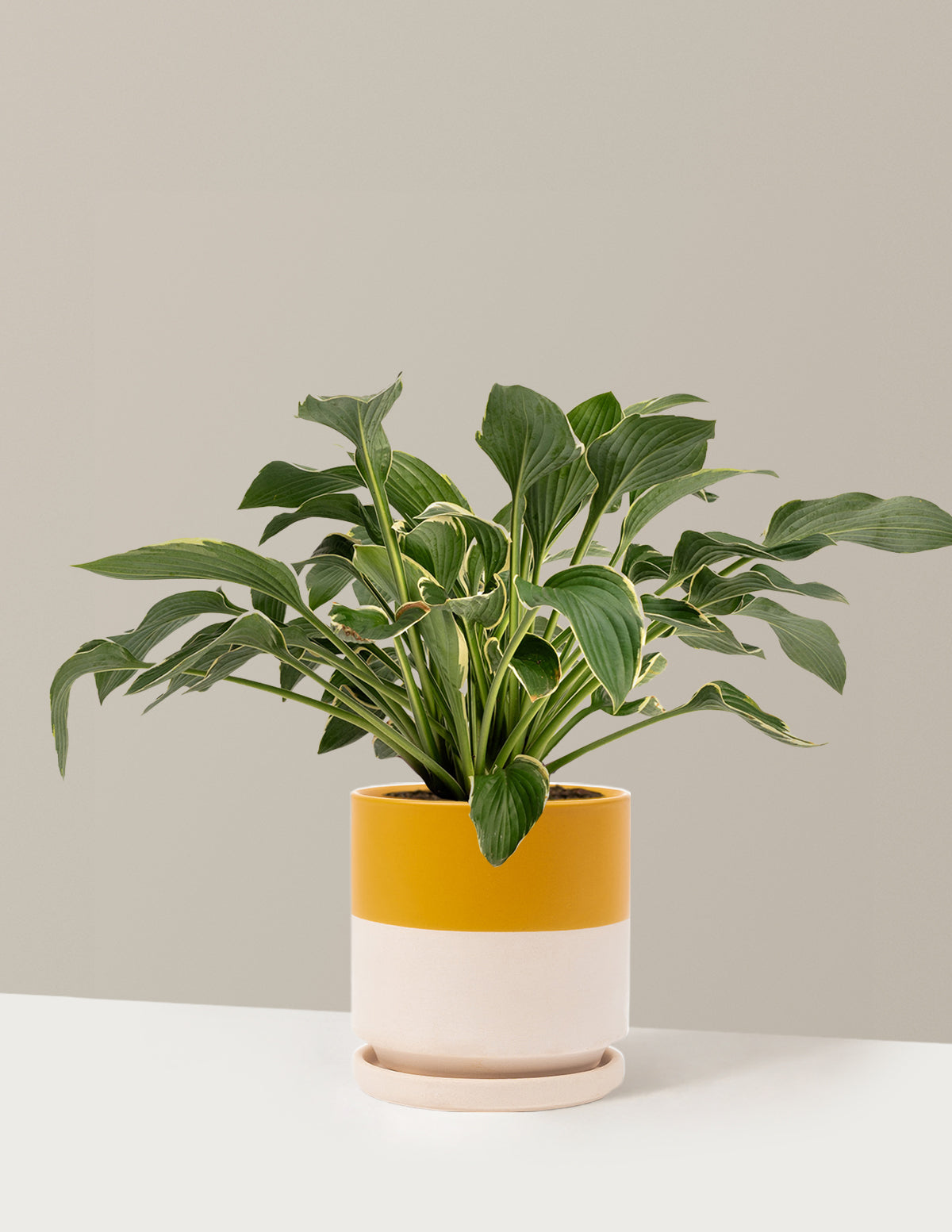 files/the-sill_Medium-Green-Patriot-Hosta_Medium-Isabella-Top-Half-Mustard_Variant.jpg