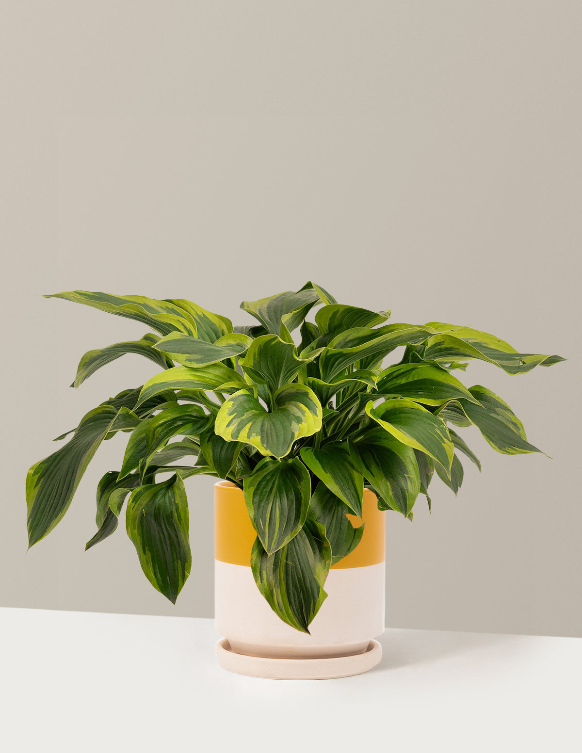 Green Patriot Hosta