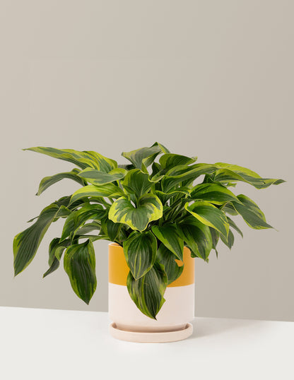Green Patriot Hosta