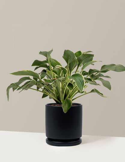 Francee Hosta