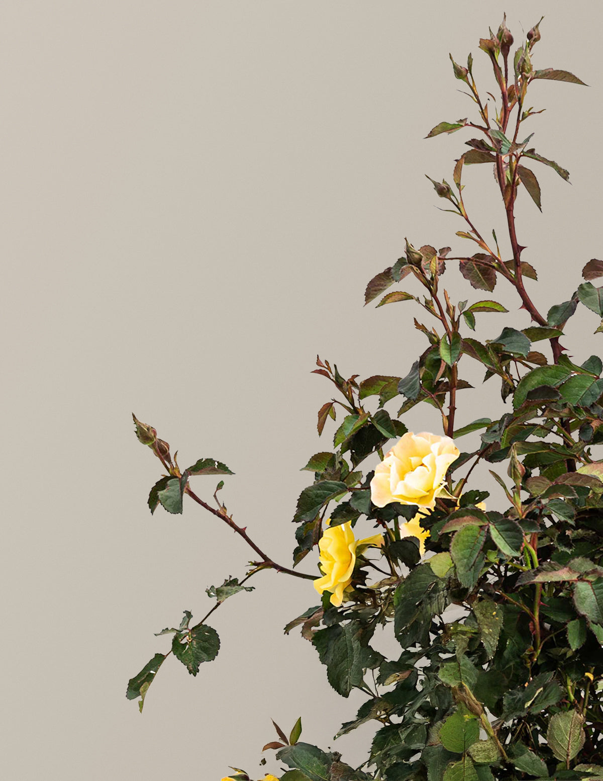 Gumball Goody™ Rose