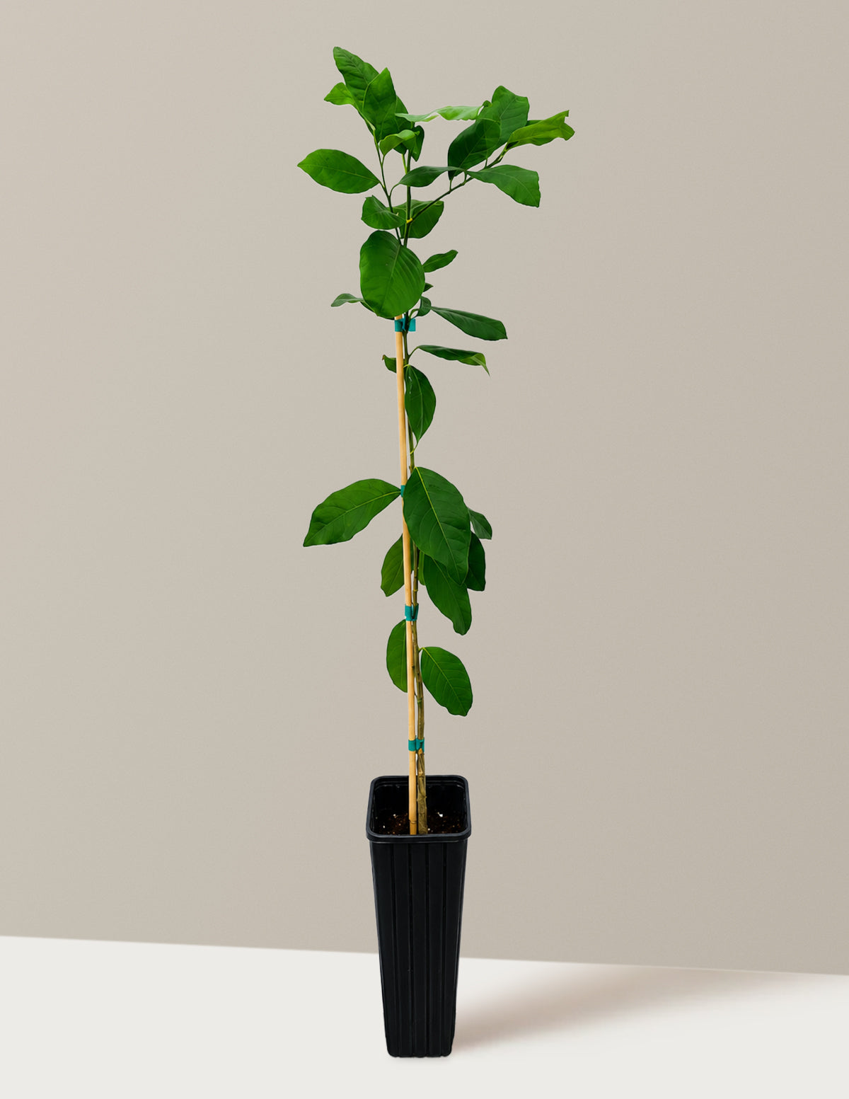 Harvey Lemon Tree