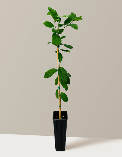 Harvey Lemon Tree
