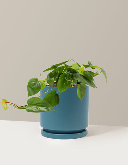 Heartleaf Philodendron