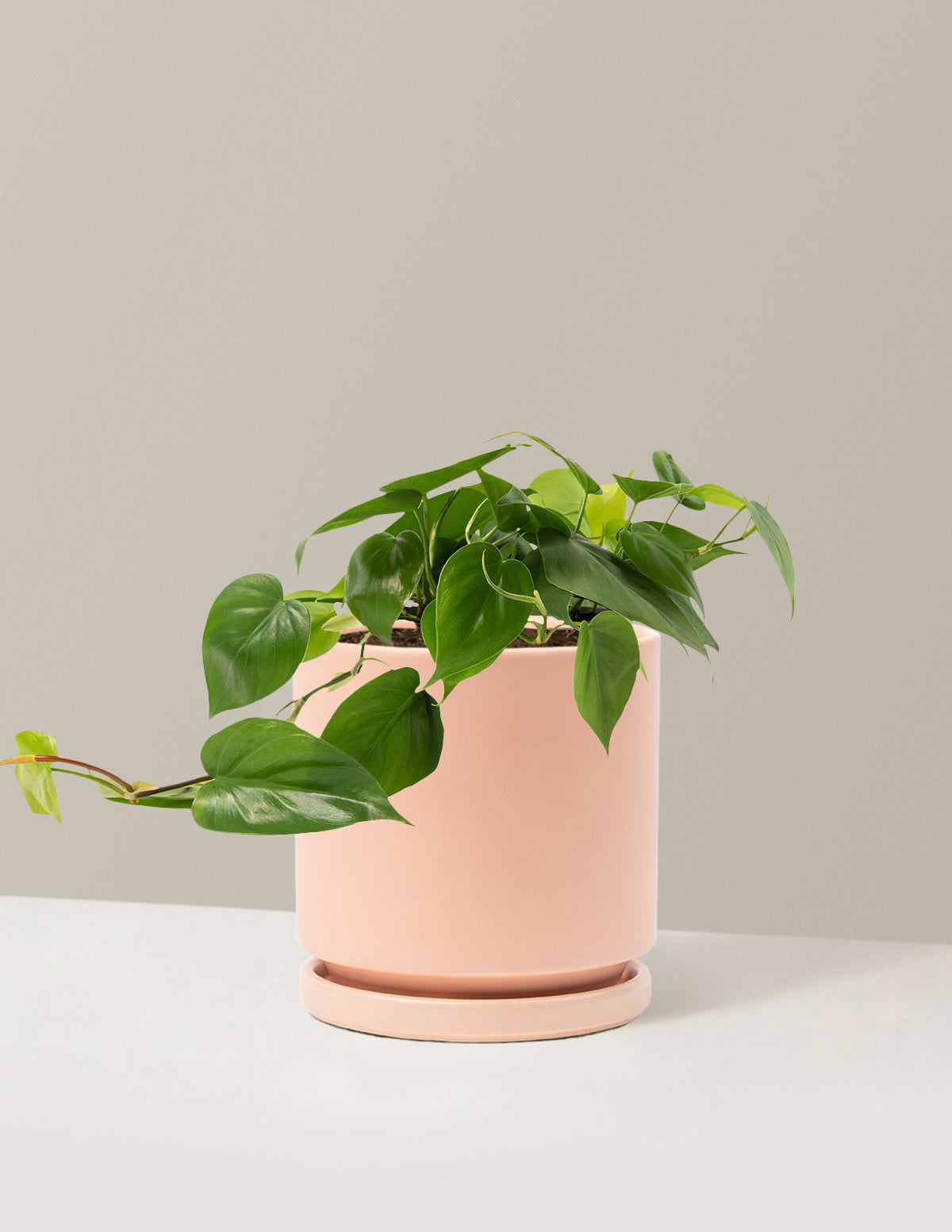 Heartleaf Philodendron