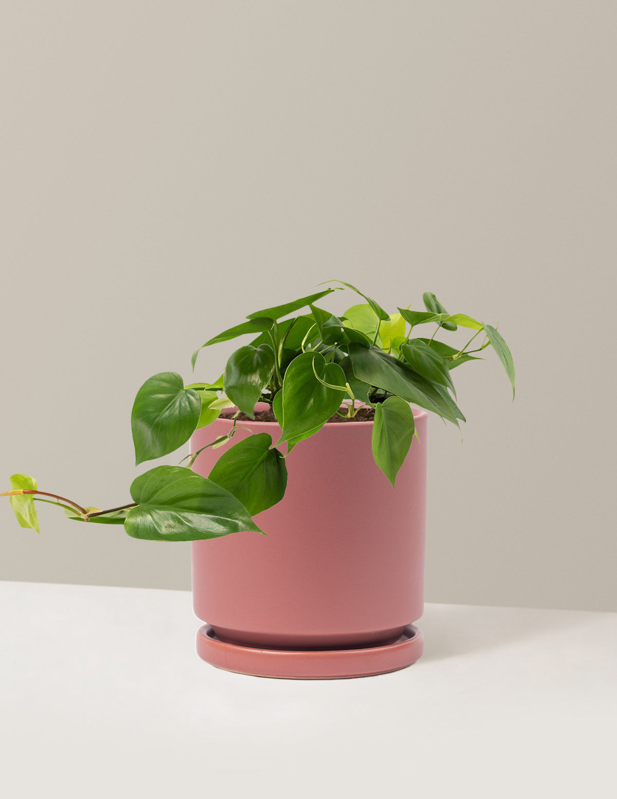Heartleaf Philodendron