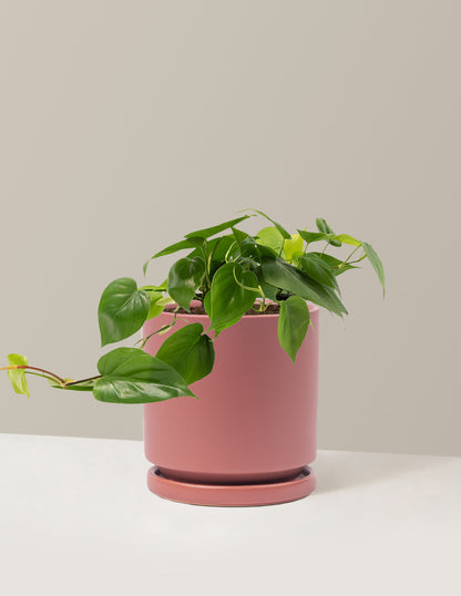 Heartleaf Philodendron
