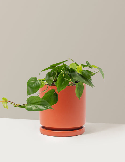 Heartleaf Philodendron