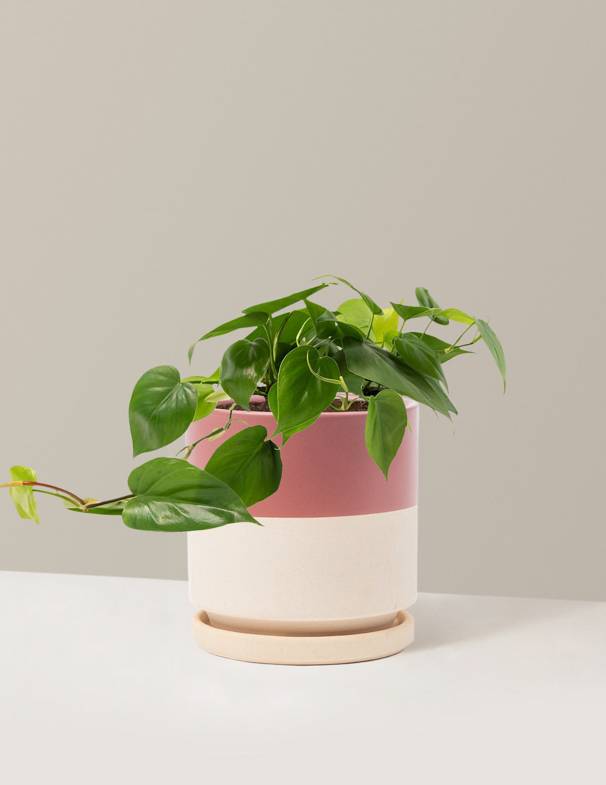 Heartleaf Philodendron