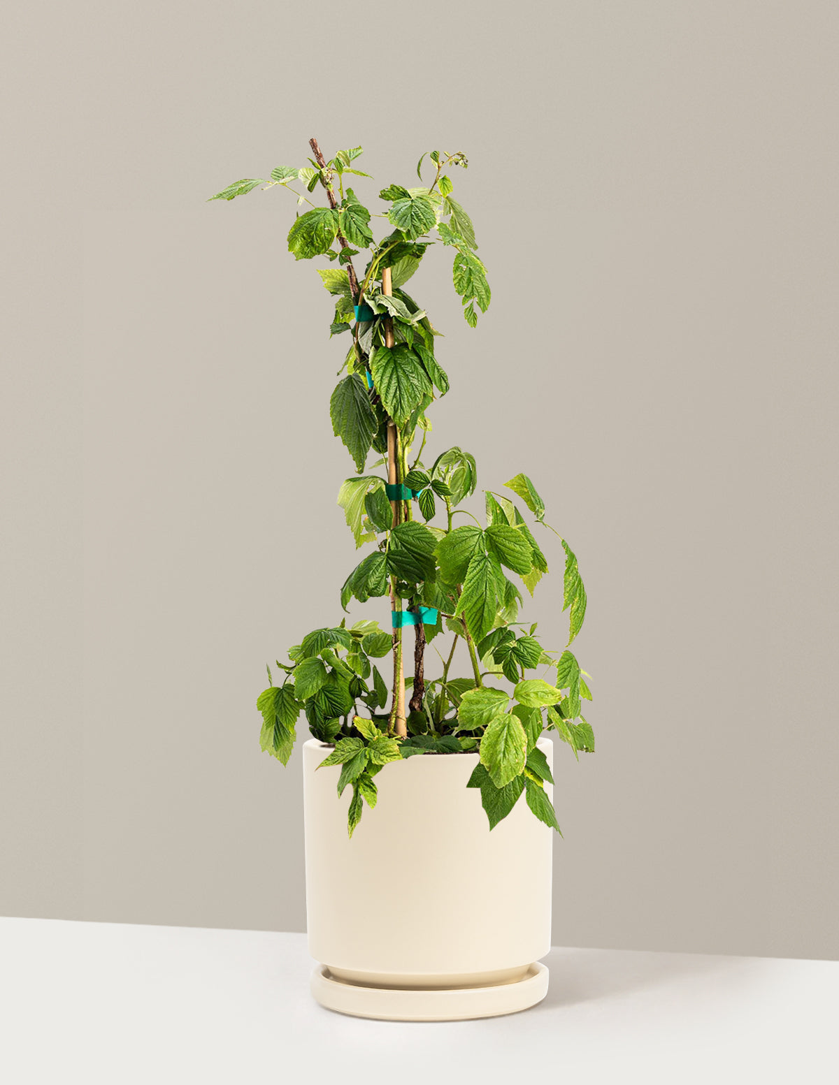 Heritage Raspberry