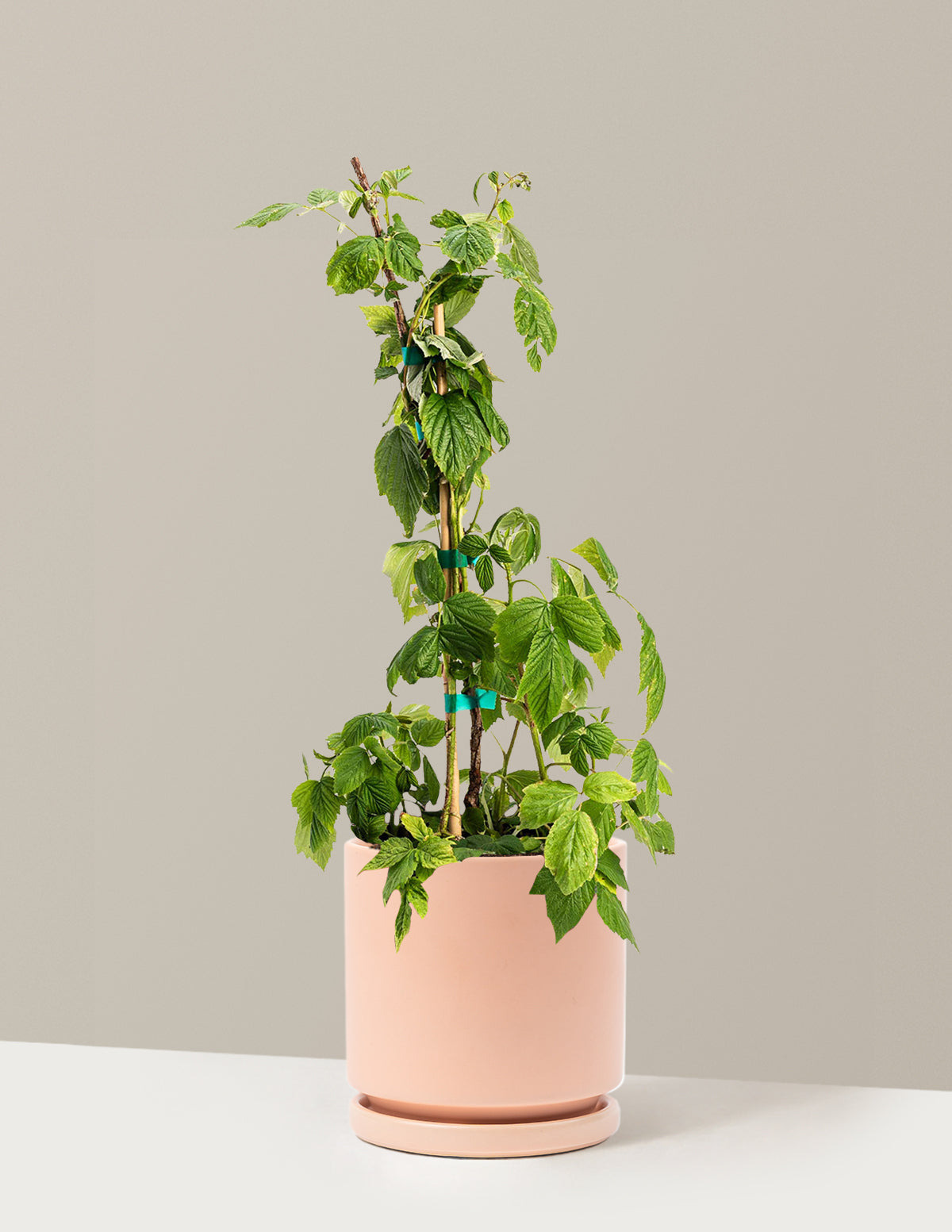 Heritage Raspberry