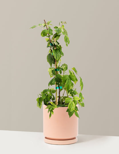 Heritage Raspberry