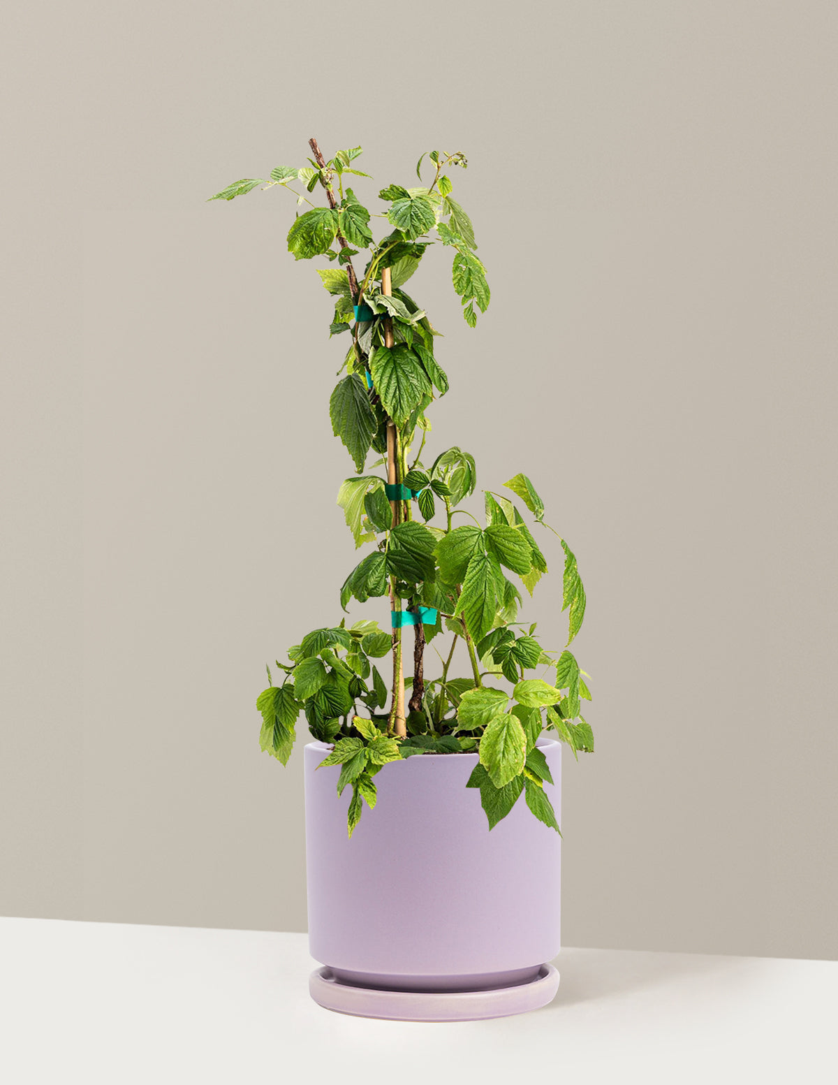Heritage Raspberry